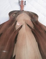 /album/the-02-sassafras/a02sass1-jpg/